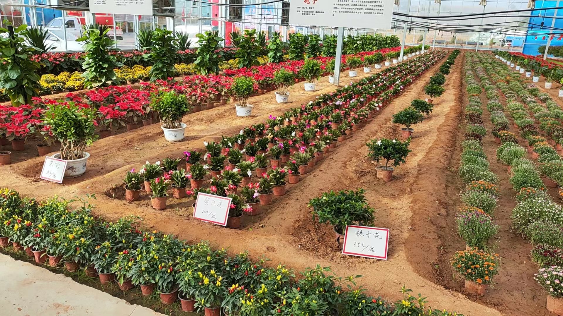 成为继巴西、美国之后的世界第三大燃料乙醇生产国